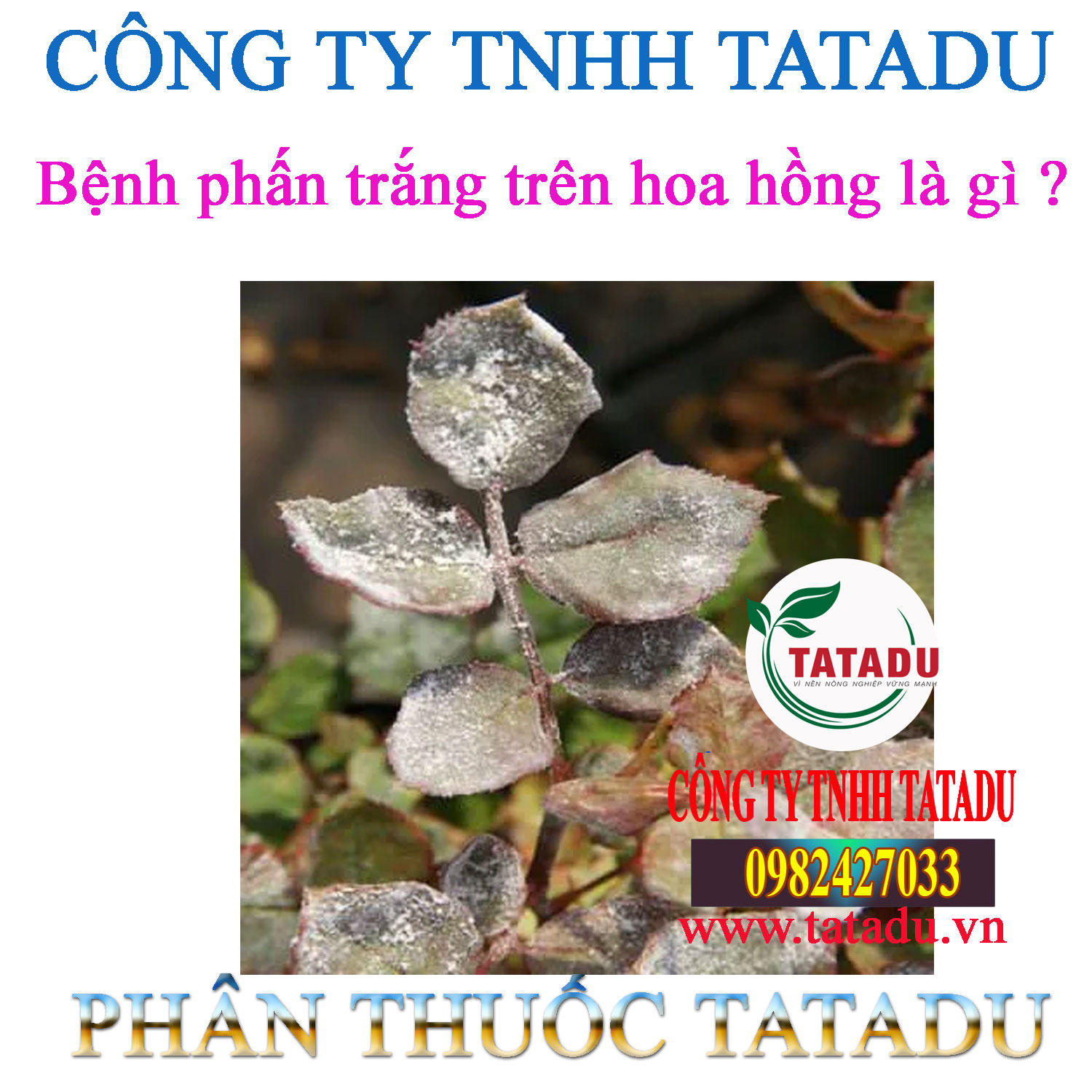 Benh phan trang tren hoa hong la gi