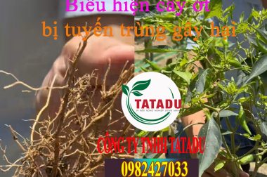 BIỂU HIỆN CỦA CÂY ỚT BỊ TUYẾN TRÙNG GÂY HẠI
