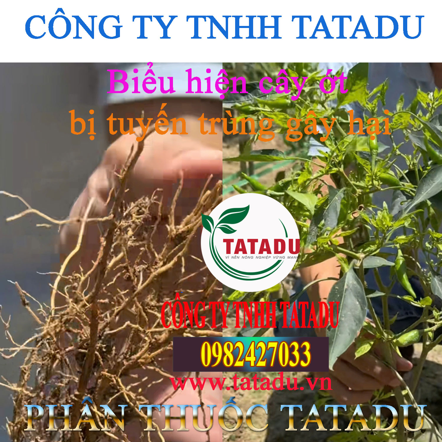 Bieu hien cay ot bi tuyen trung gay hai
