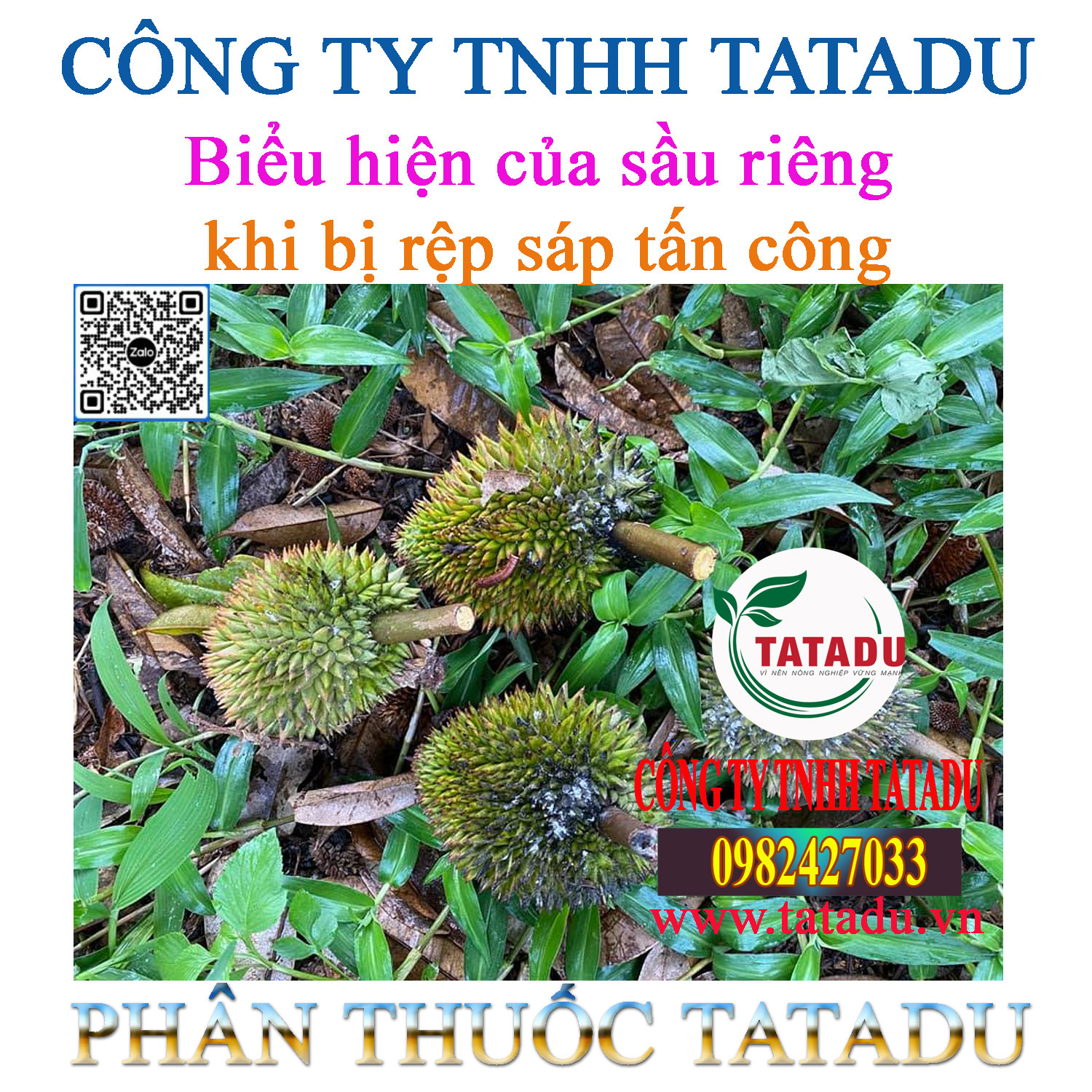 Bieu hien cua sau rieng khi bi rep sap tan cong