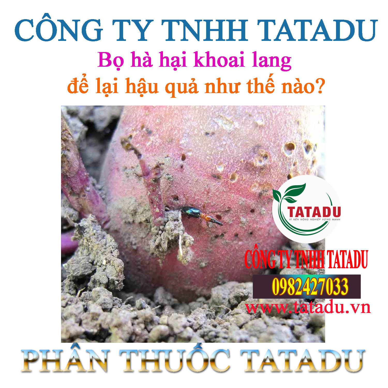Bo ha hai khoai lang de lai hau qua nhu the nao