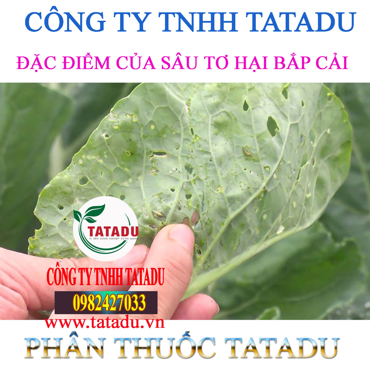 DAC DIEM CUA SAU TO HAI BAP CAI