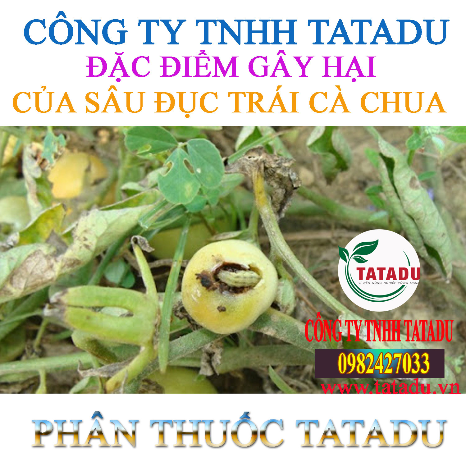 DAC DIEM GAY HAI CUA SAU DUC TRAI CA CHUA