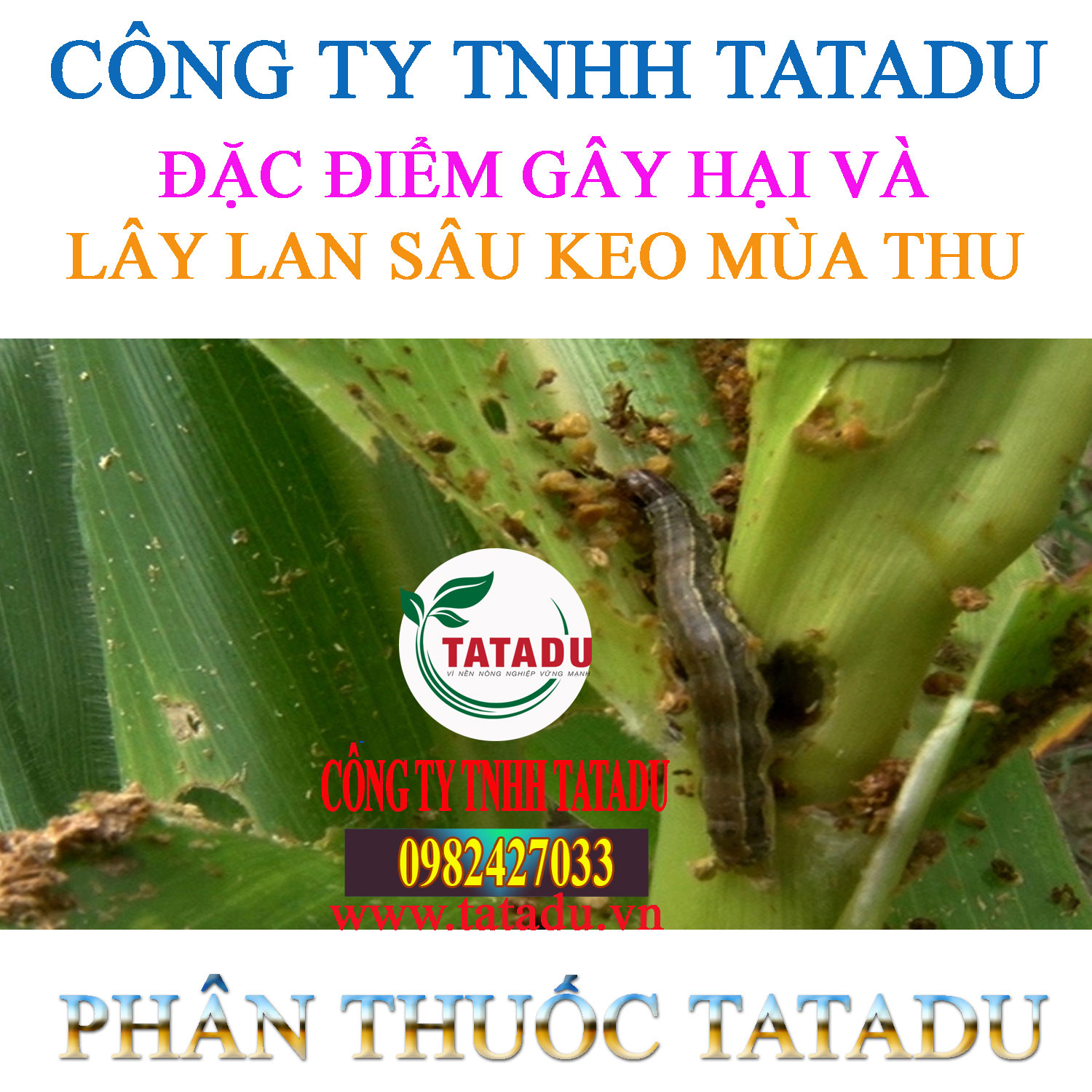 DAC DIEM GAY HAI VA LAY LAN SAU KEO MUA THU