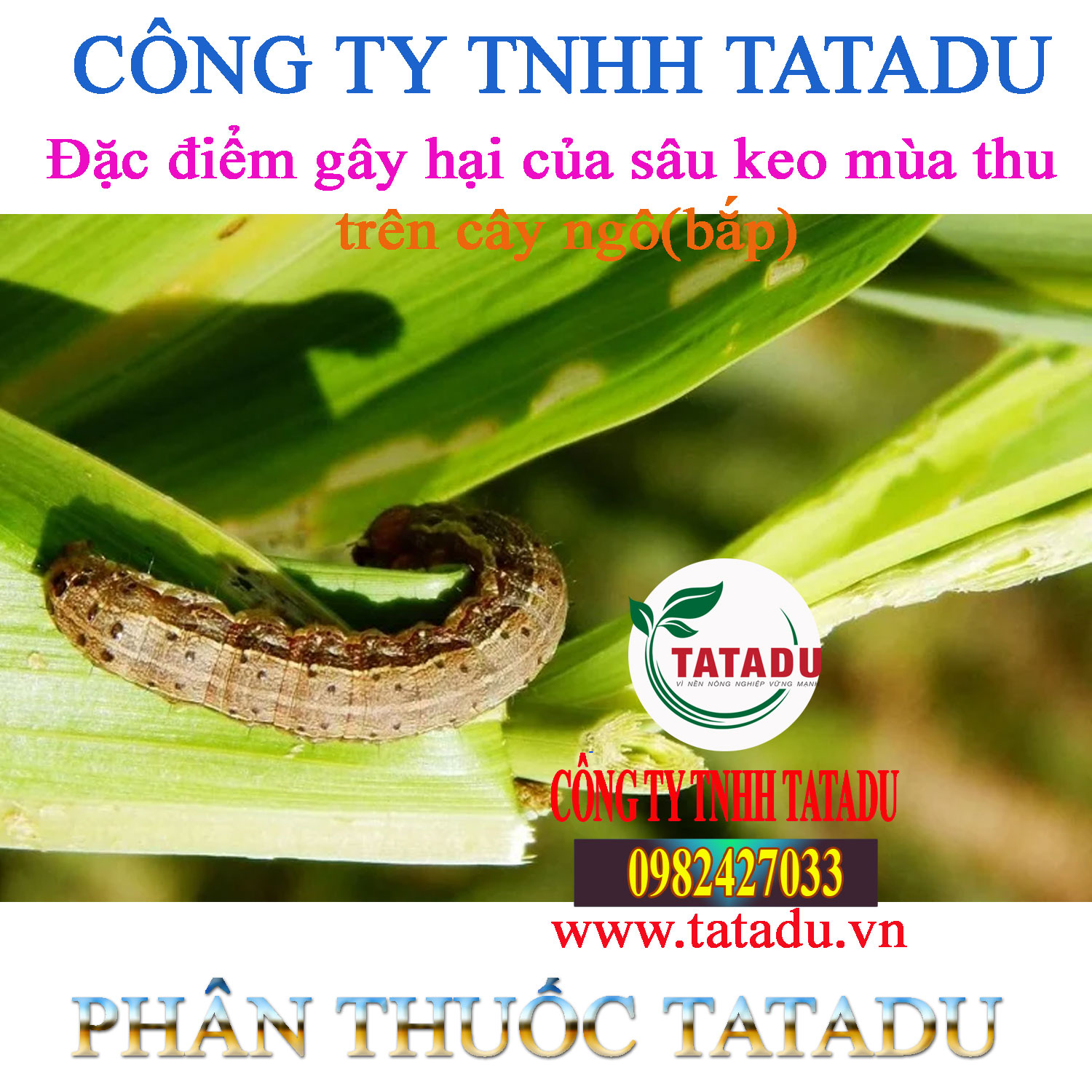 Dac diem gay hai cua sau keo mua thu tren cay ngo