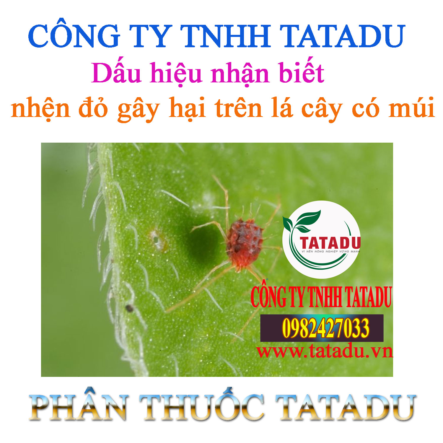 Dau hieu nhan biet nhen do gay hai tren la cay co mui