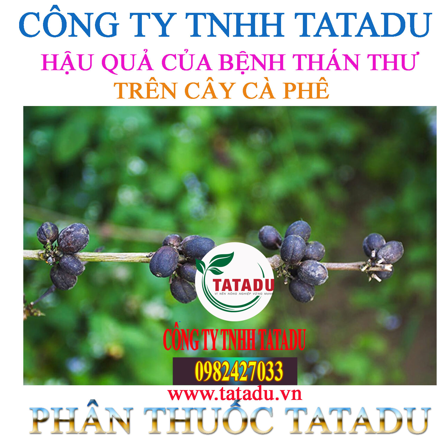 HAU QUA CUA BENH THAN THU TREN CAY CA PHE