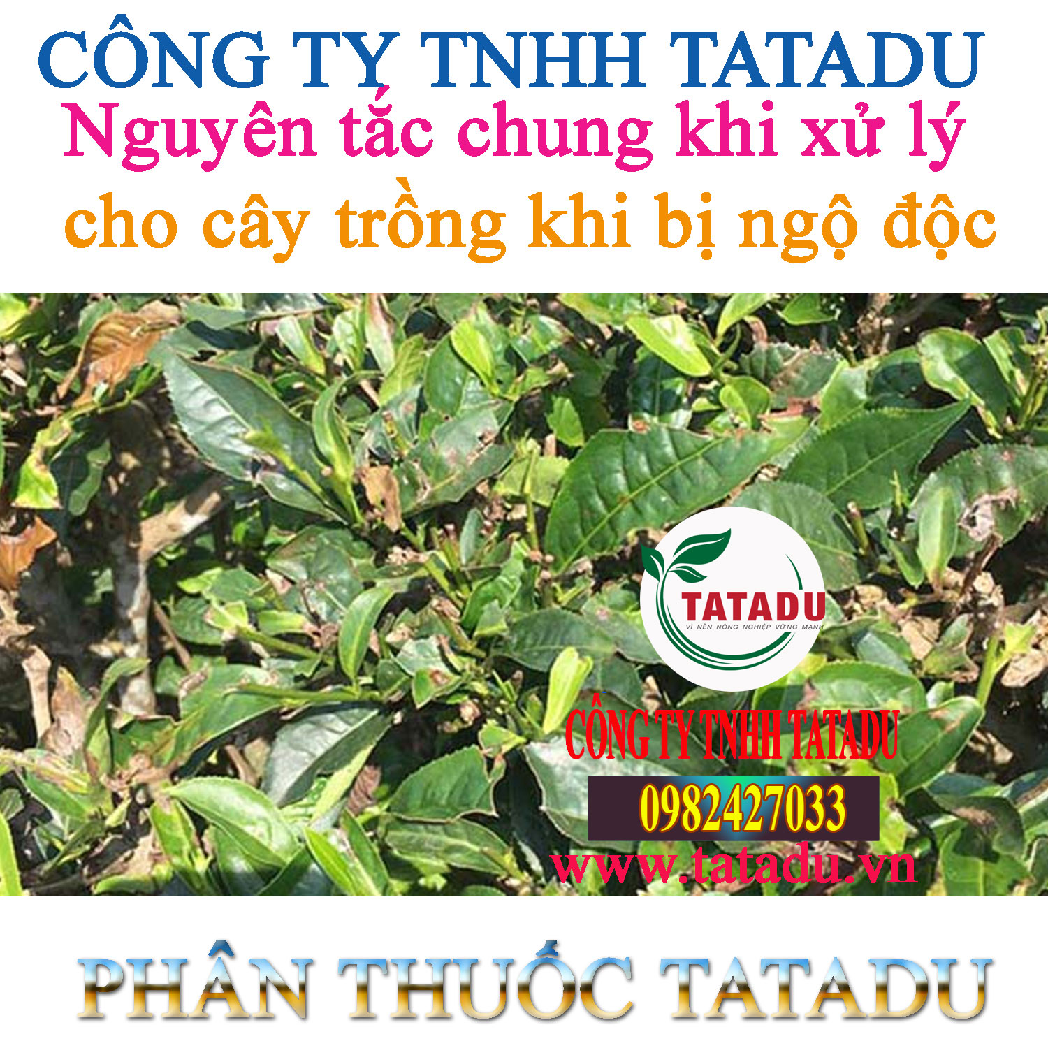Nguyen tac chung khi xu ly cho cay trong khi bi ngo doc