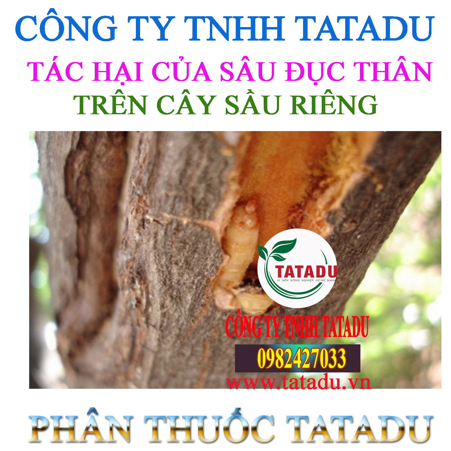 TAC HAI CUA SAU DUC THAN TREN CAY SAU RIENG