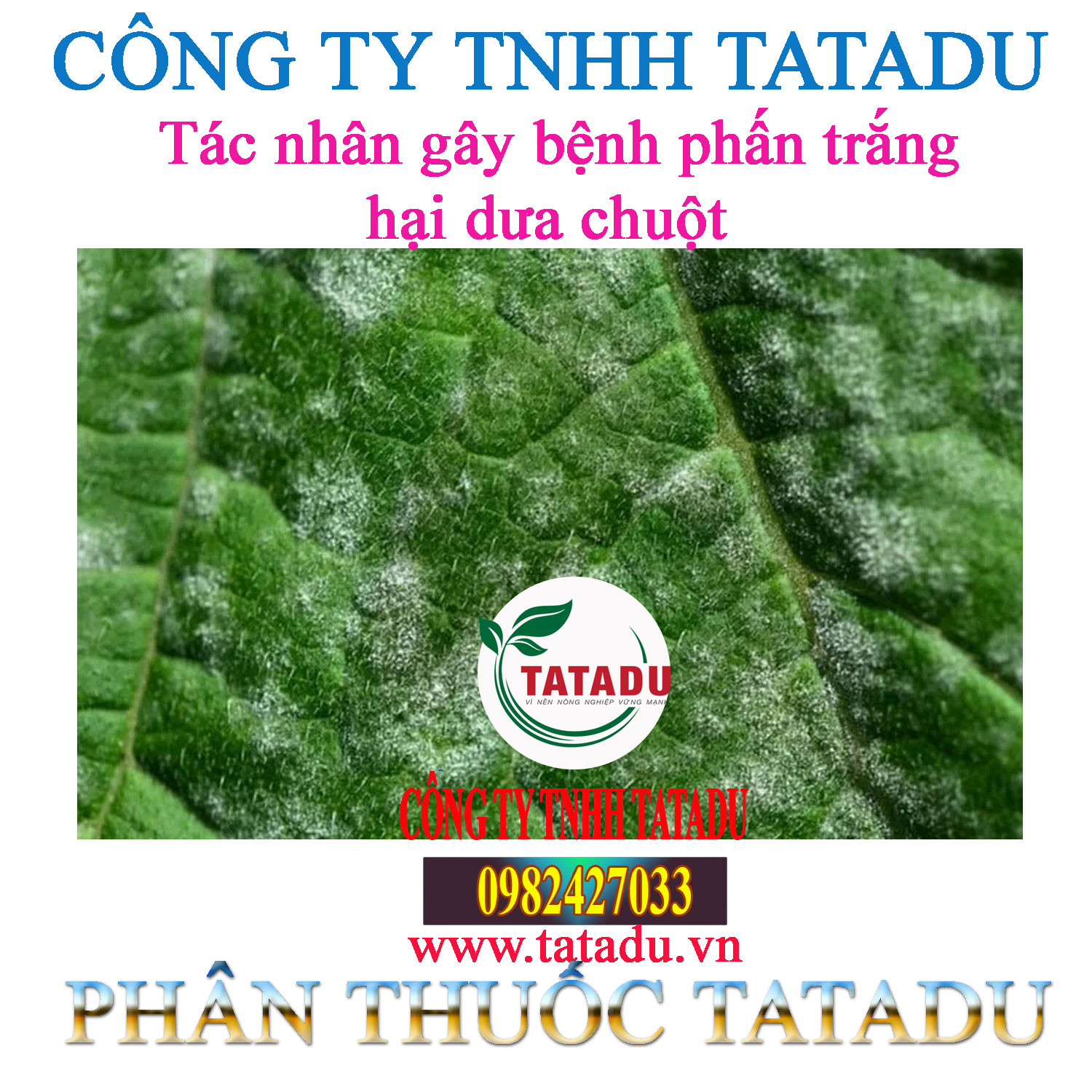 TAC NHAN GAY BENH PHAN TRANG HAI DUA CHUOT