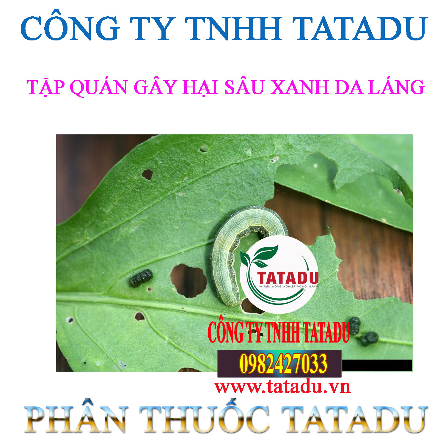TAP QUAN GAY HAI SAU XANH DA LANG