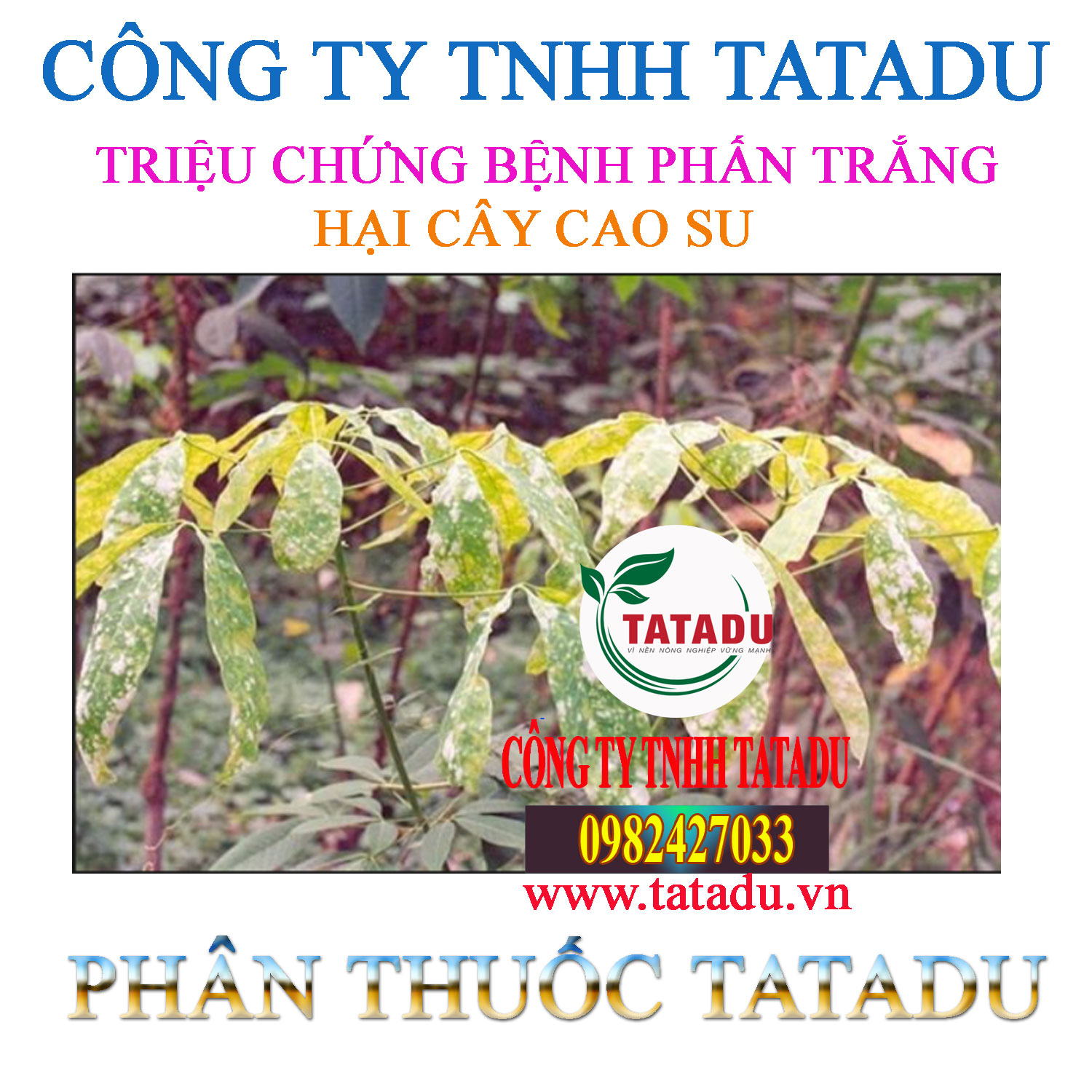 TRIEU CHUNG BENH PHAN TRANG HAI CAY CAO SU