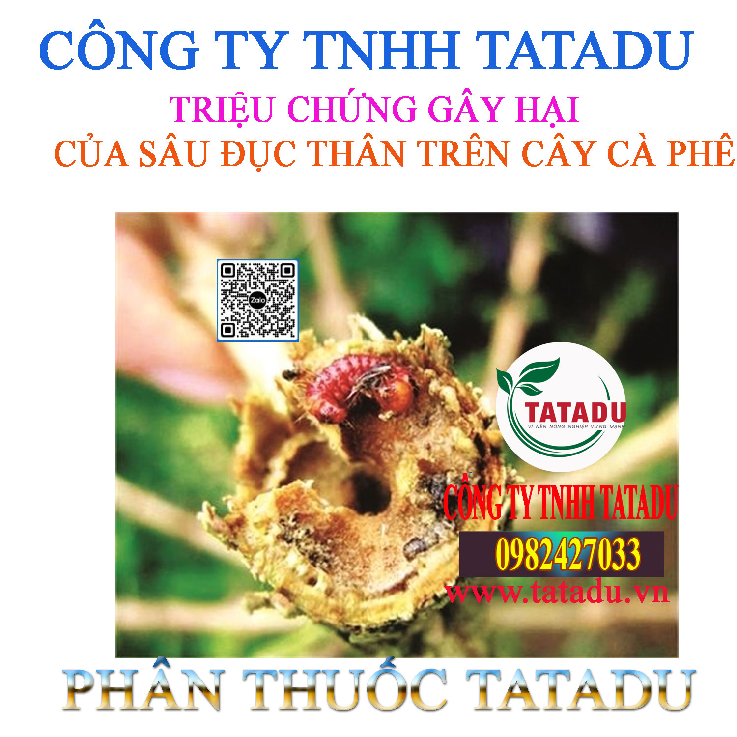 TRIEU CHUNG SAU DUC THAN GAY HAI TREN CAY CA PHE TRIEU CHUNG SAU DUC THAN GAY HAI TREN CAY CA PHE