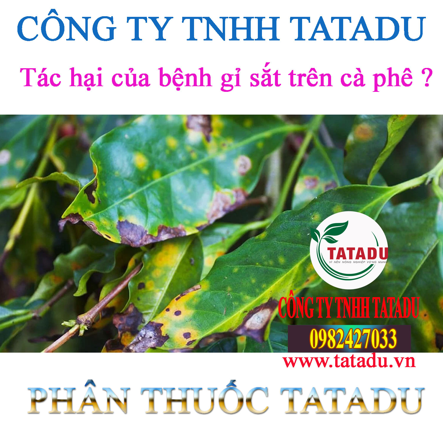 Tac hai cua benh gi sat tren ca phe