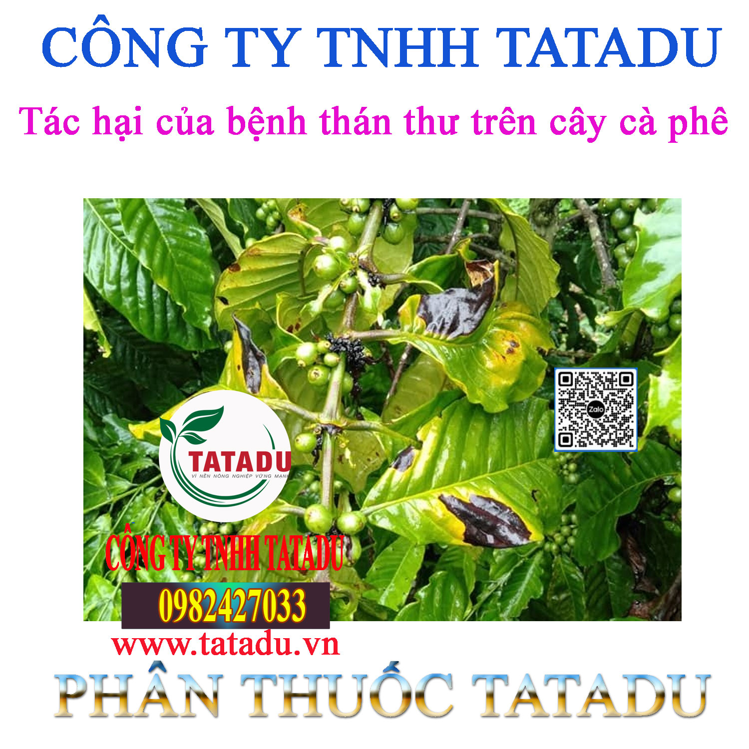 Tac hai cua benh than thu tren cay ca phe