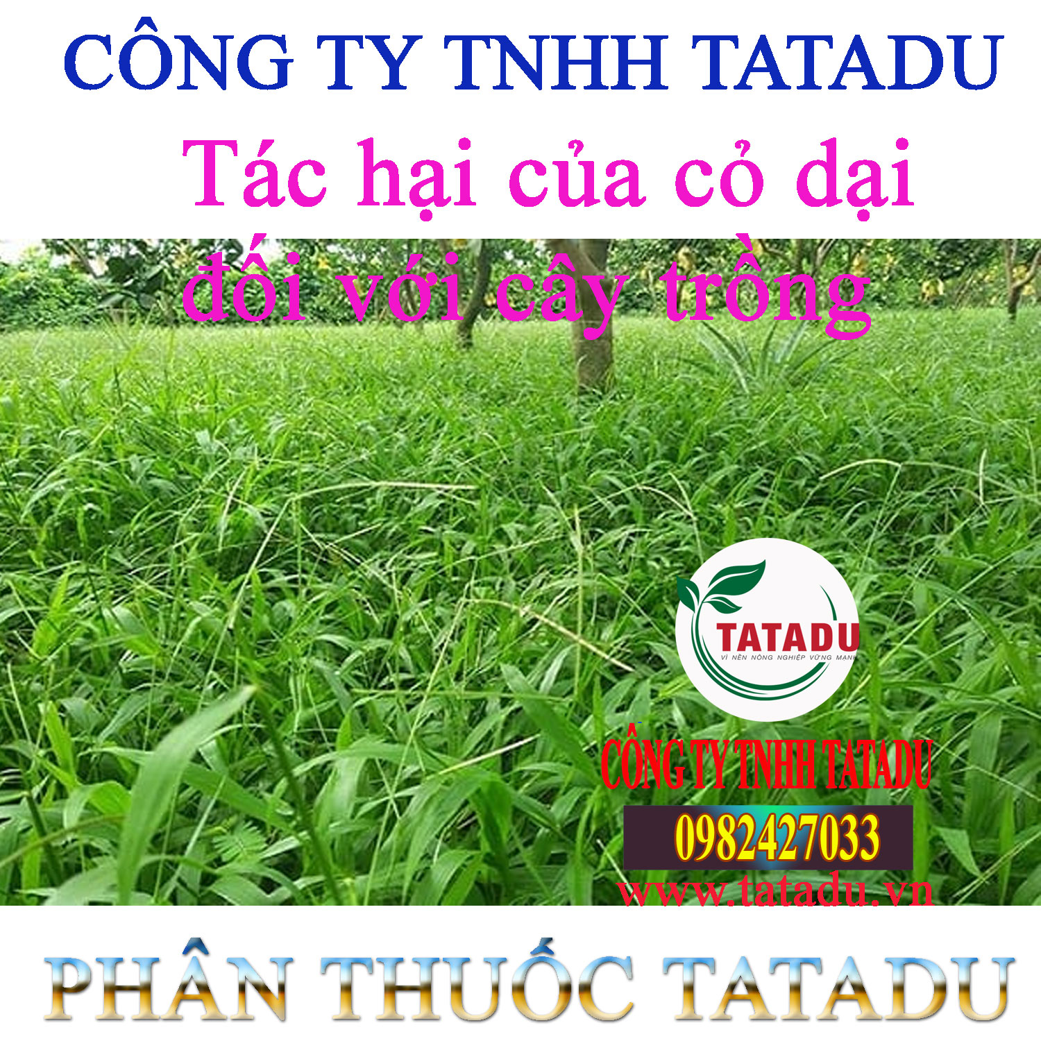 Tac hai cua co dai doi voi cay trong