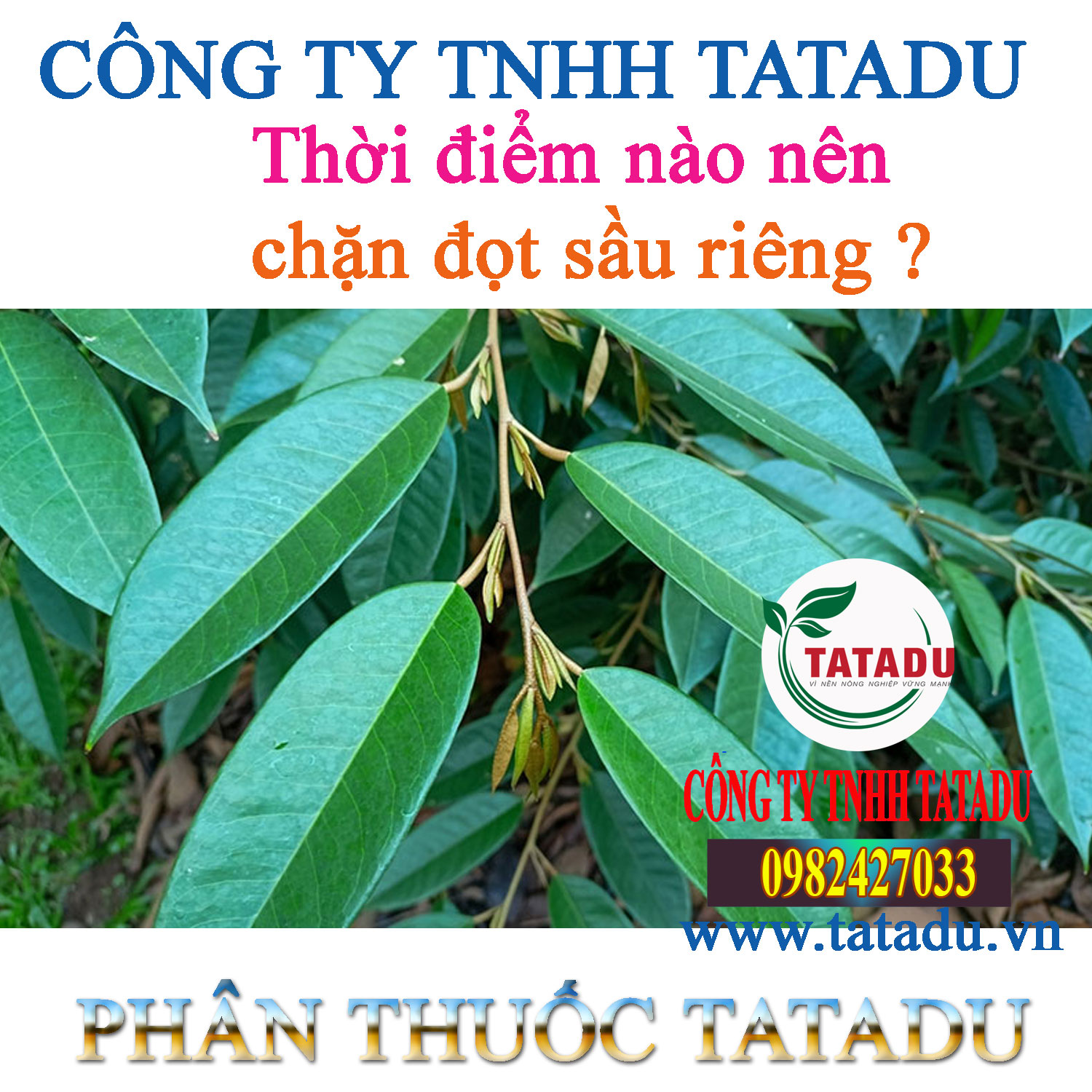 Thoi diem nao nen chan dot sau rieng