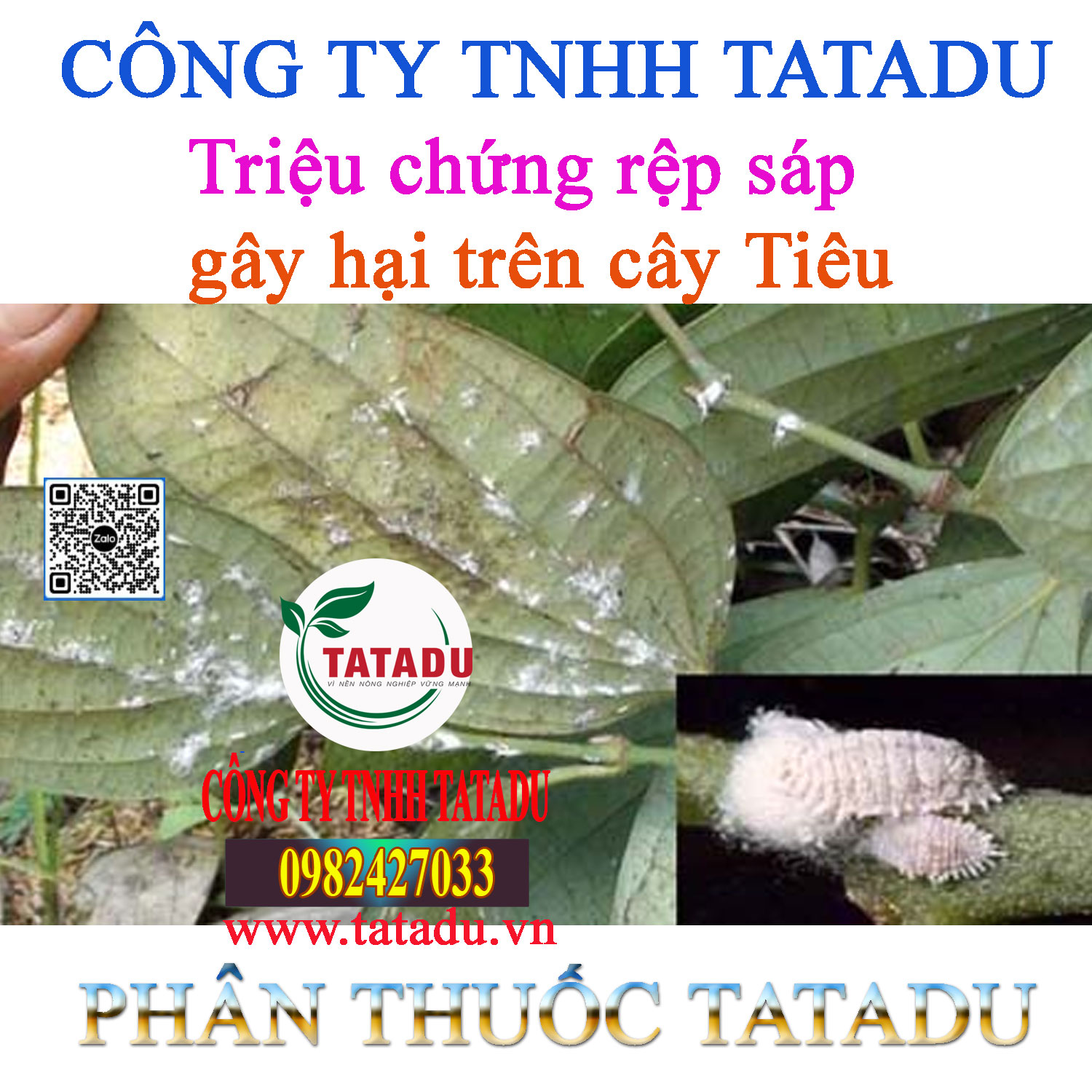 Trieu chung rep sap gay hai tren cay Tieu