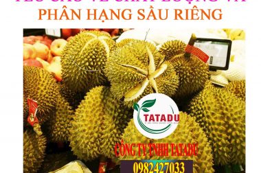 YÊU CẦU VỀ CHẤT LƯỢNG VÀ PHÂN HẠNG SẦU RIÊNG