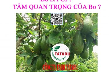 Bo LÀ GÌ VÀ TÁC DỤNG QUAN TRỌNG ĐỐI VỚI CÂY TRỒNG