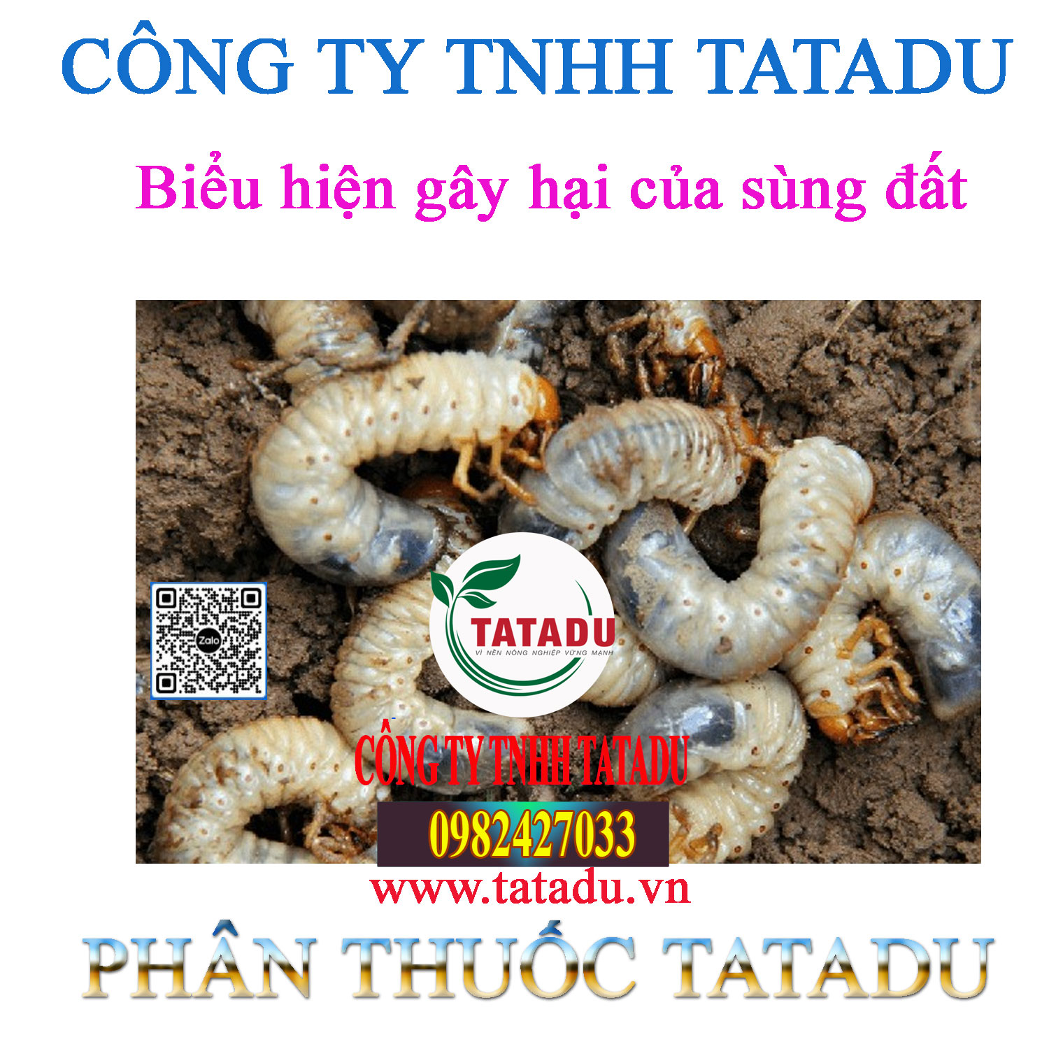 Bieu hien gay hai cua sung dat