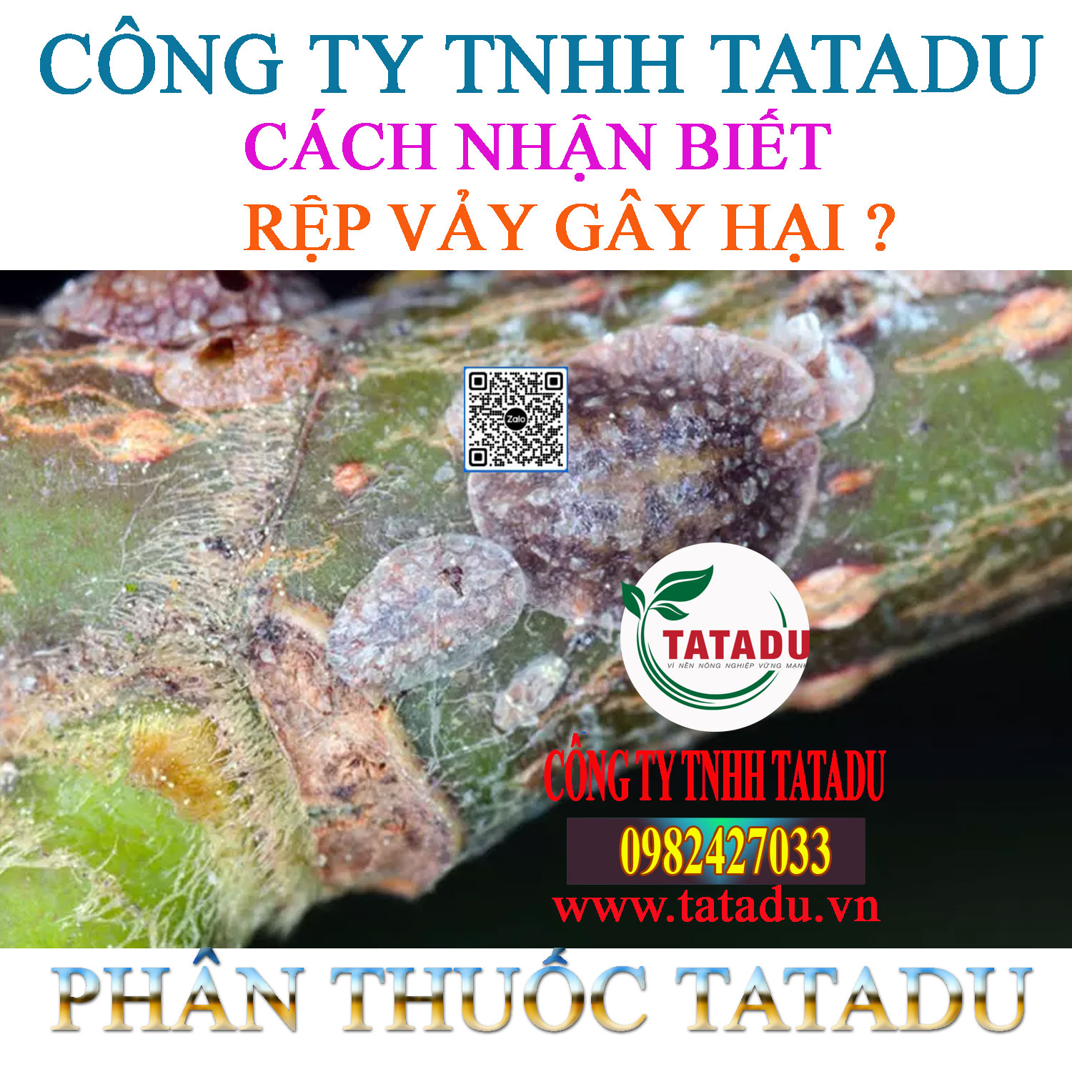 CACH NHAN BIET REP VAY GAY HAI 1