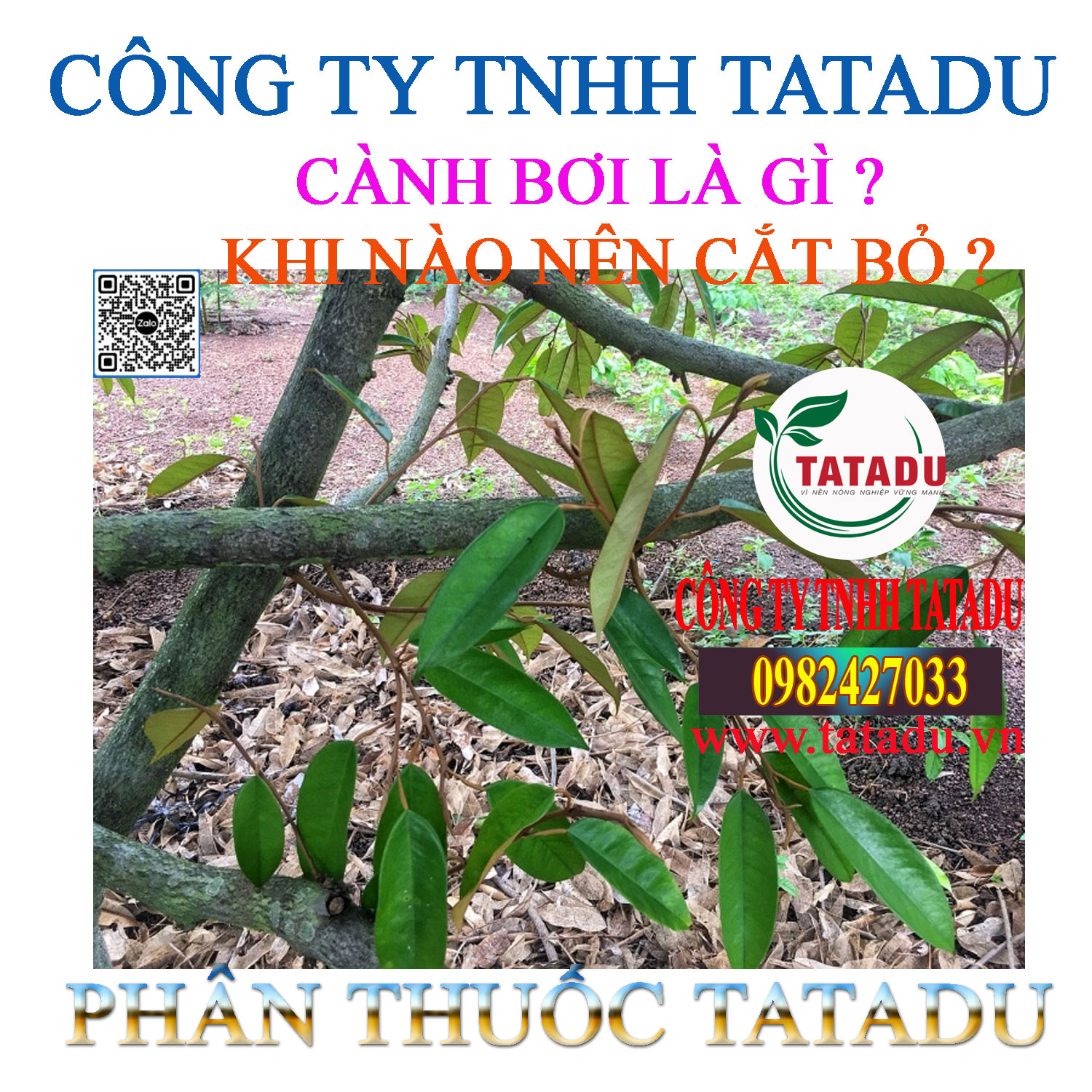CANH BOI LA GI