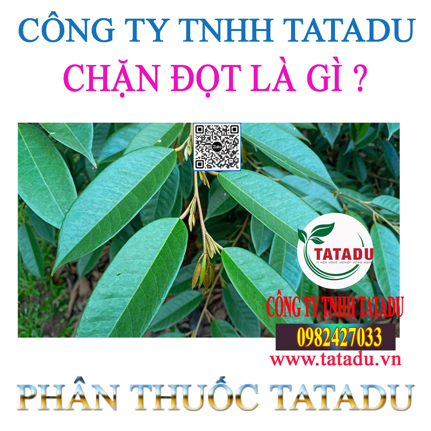 CHAN DOT LA GI