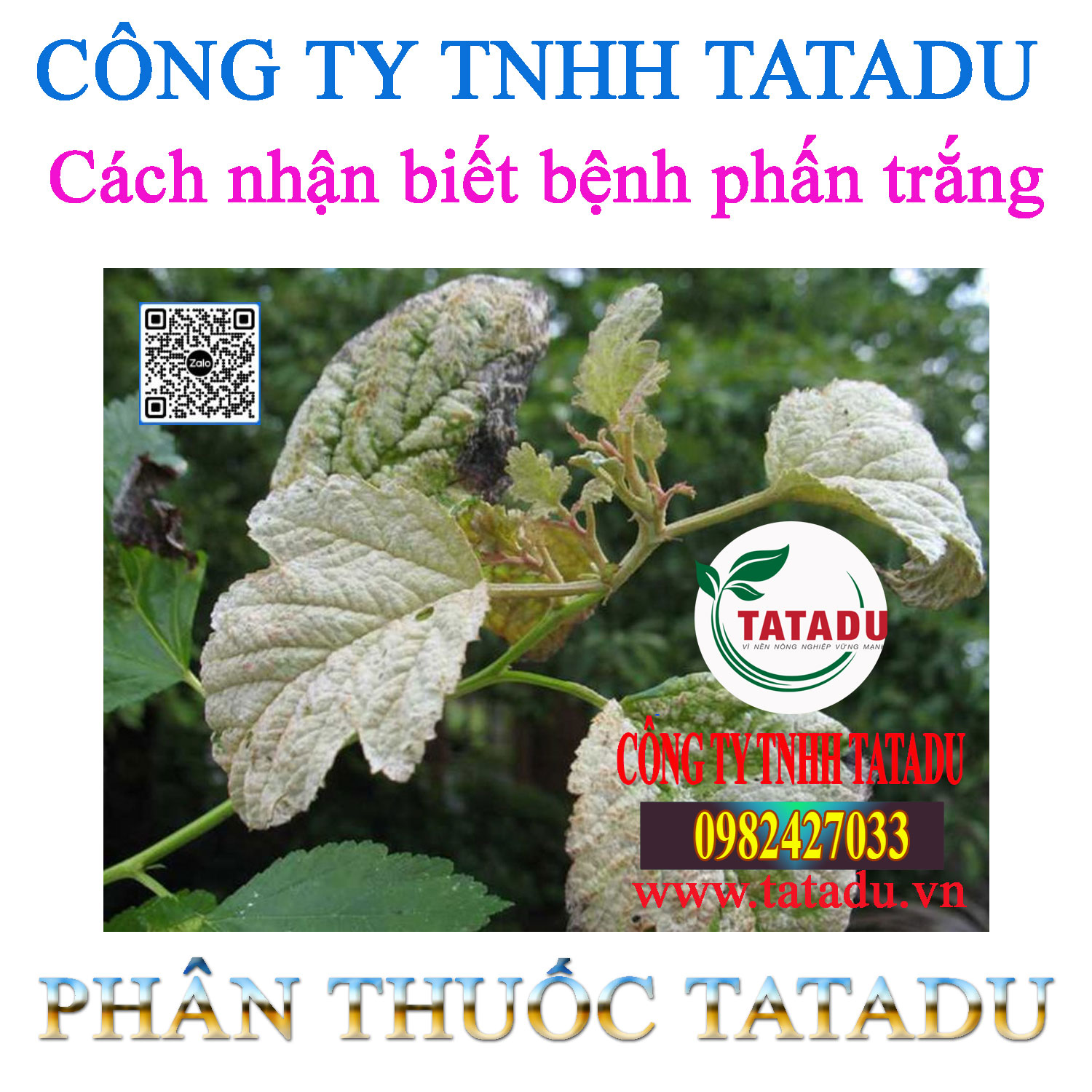 Cach nhan biet benh phan trang
