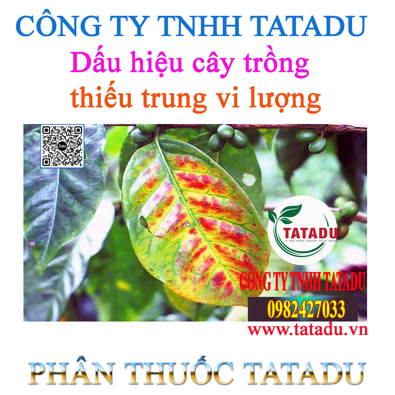 Dau hieu cay trong thieu trung vi luong