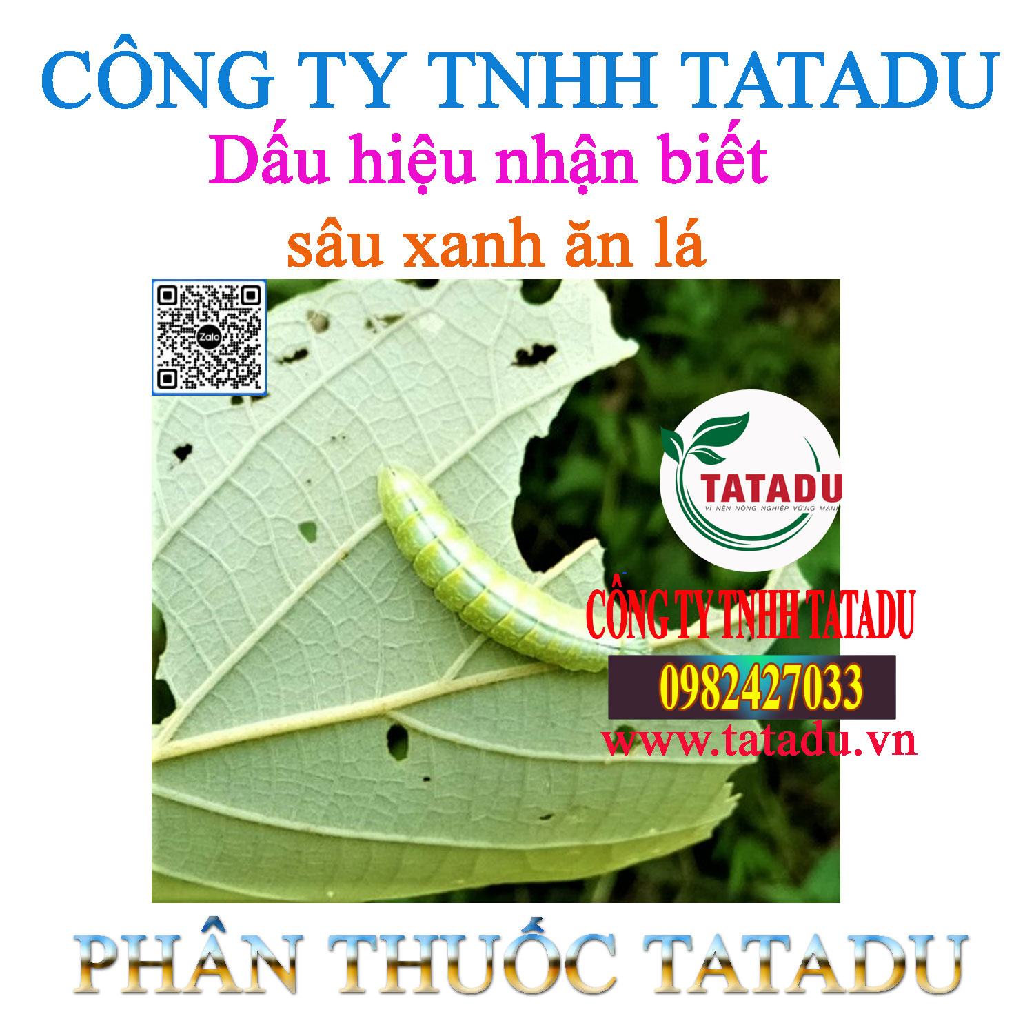 Dau hieu nhan biet sau xanh an la