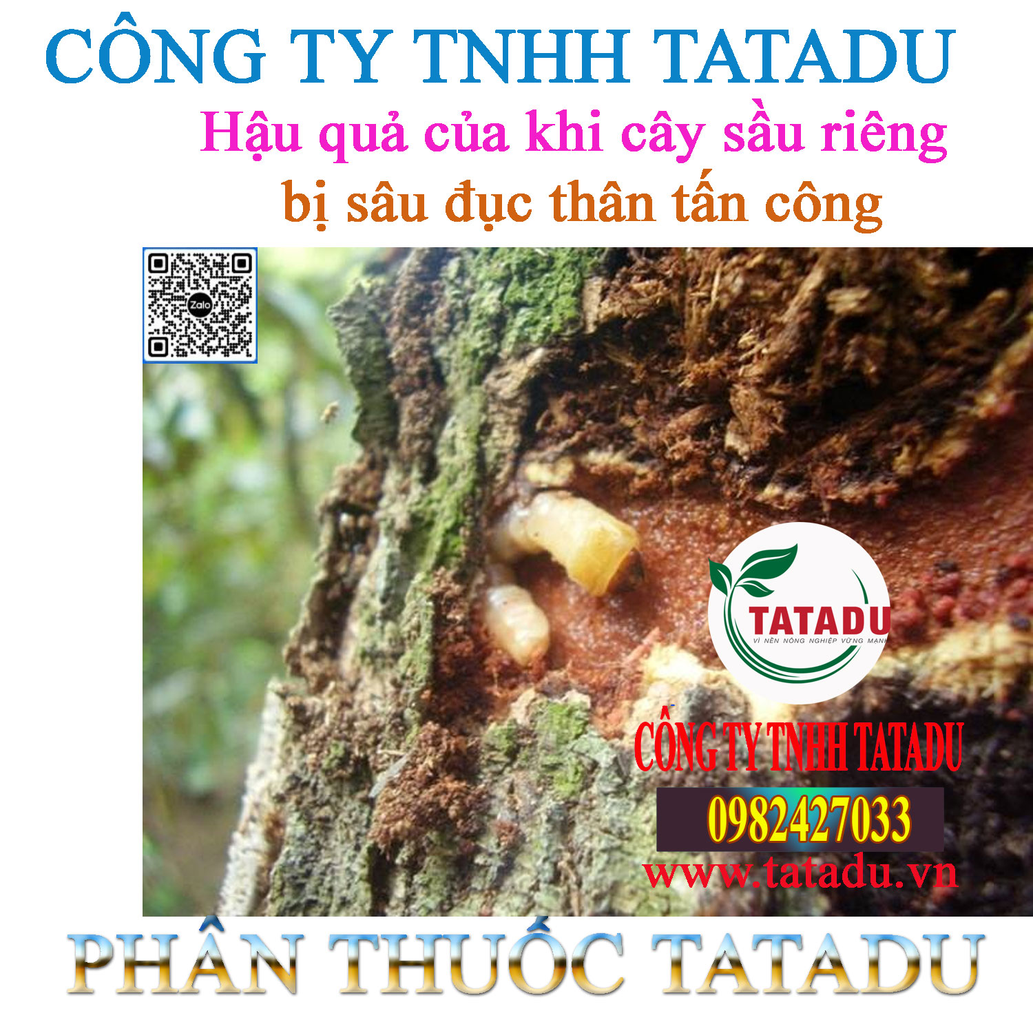 Hau qua cua khi cay sau rieng bi sau duc than tan cong