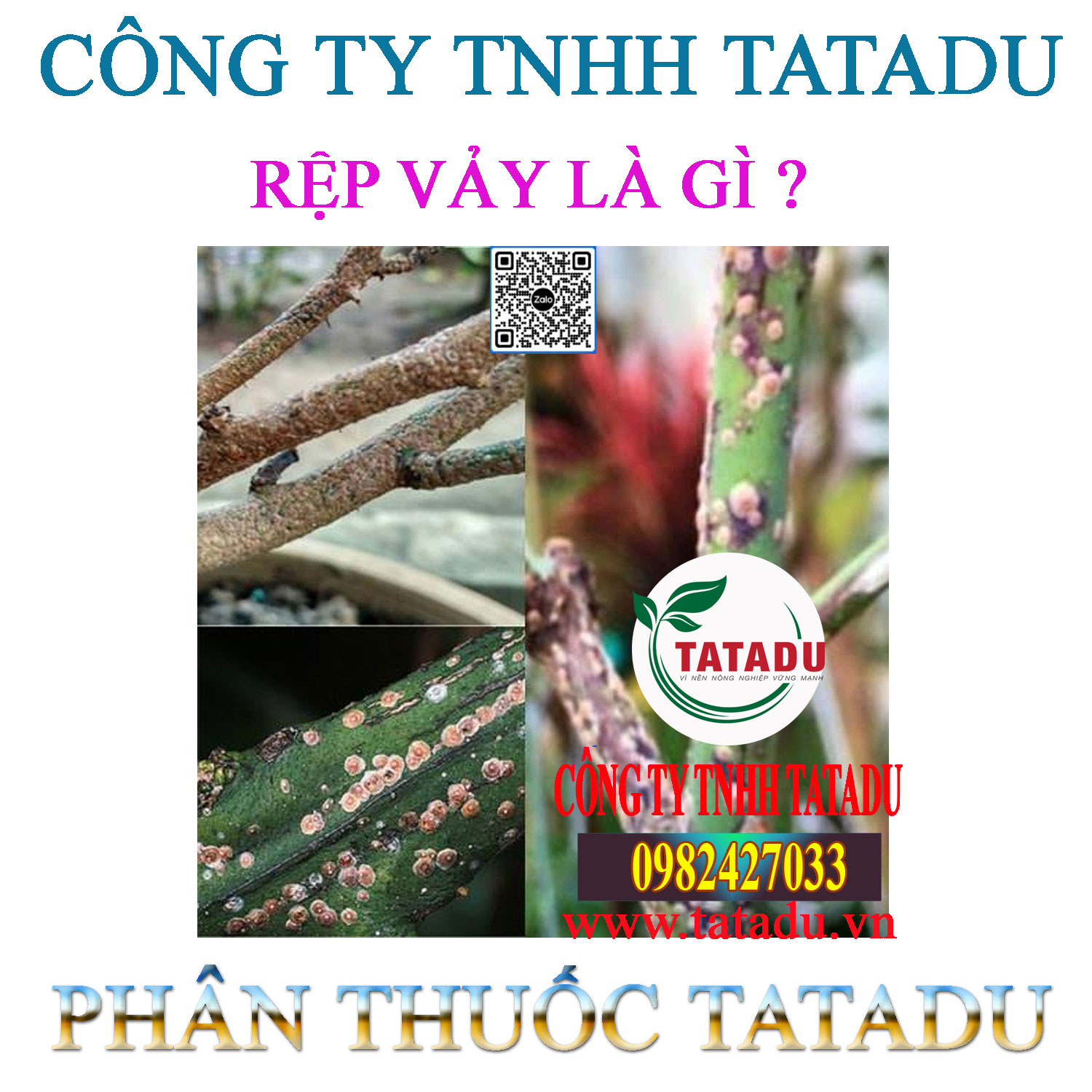 REP VAY LA GI