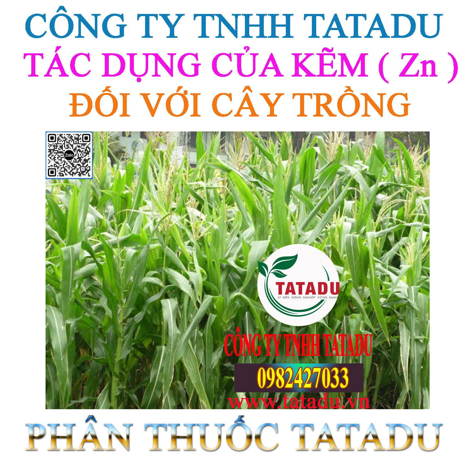 TAC DUNG CUA KEM DOI VOI CAY TRONG
