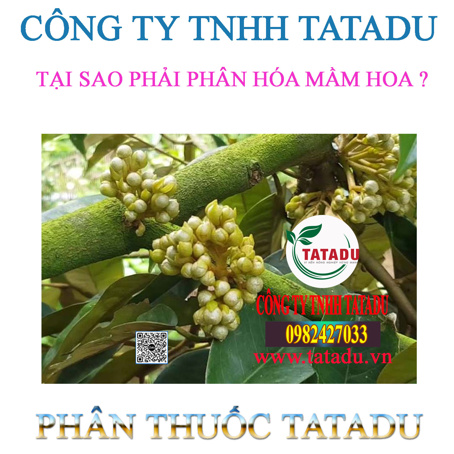 TAI SAO PHAI PHAN HOA MAM HOA
