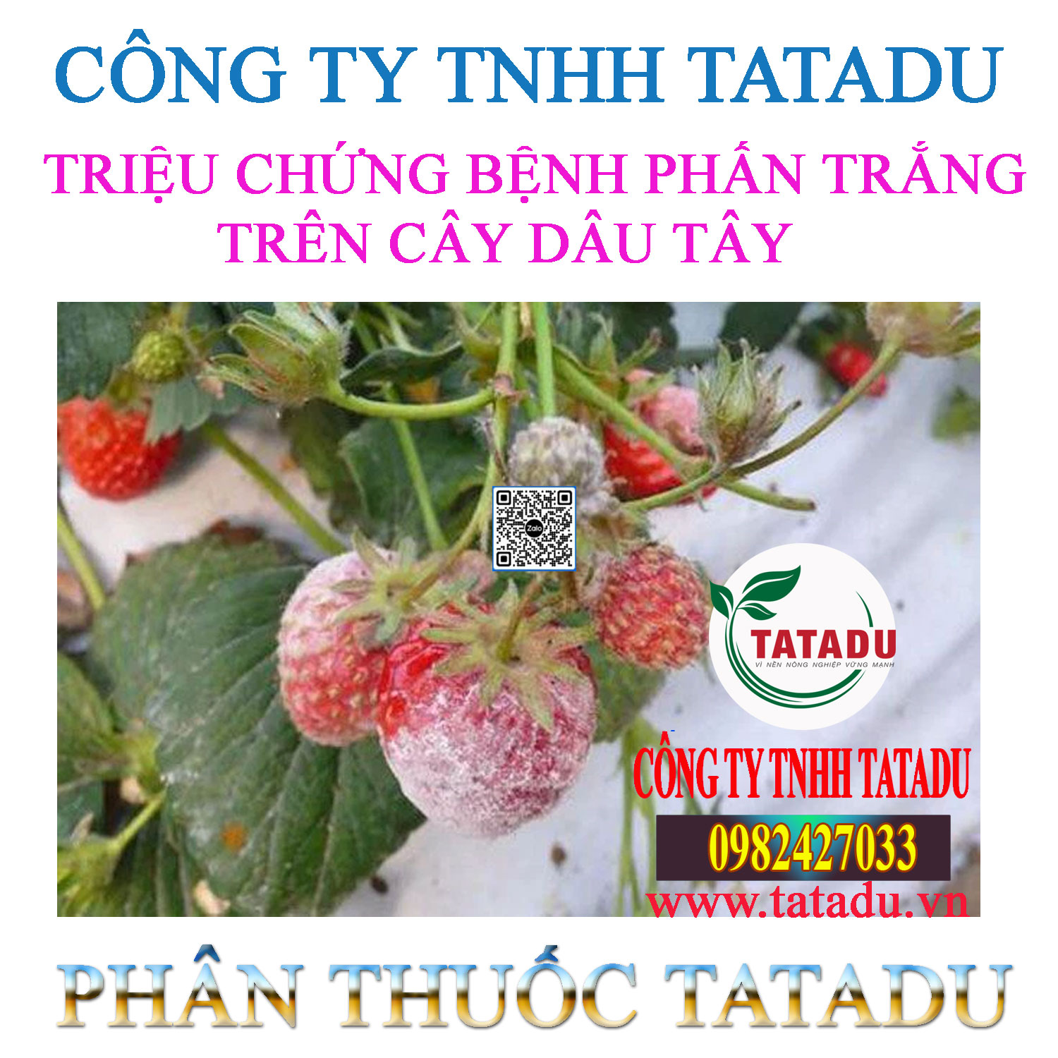 TRIEU CHUNG BENH PHAN TRANG TREN CAY DAU TAY