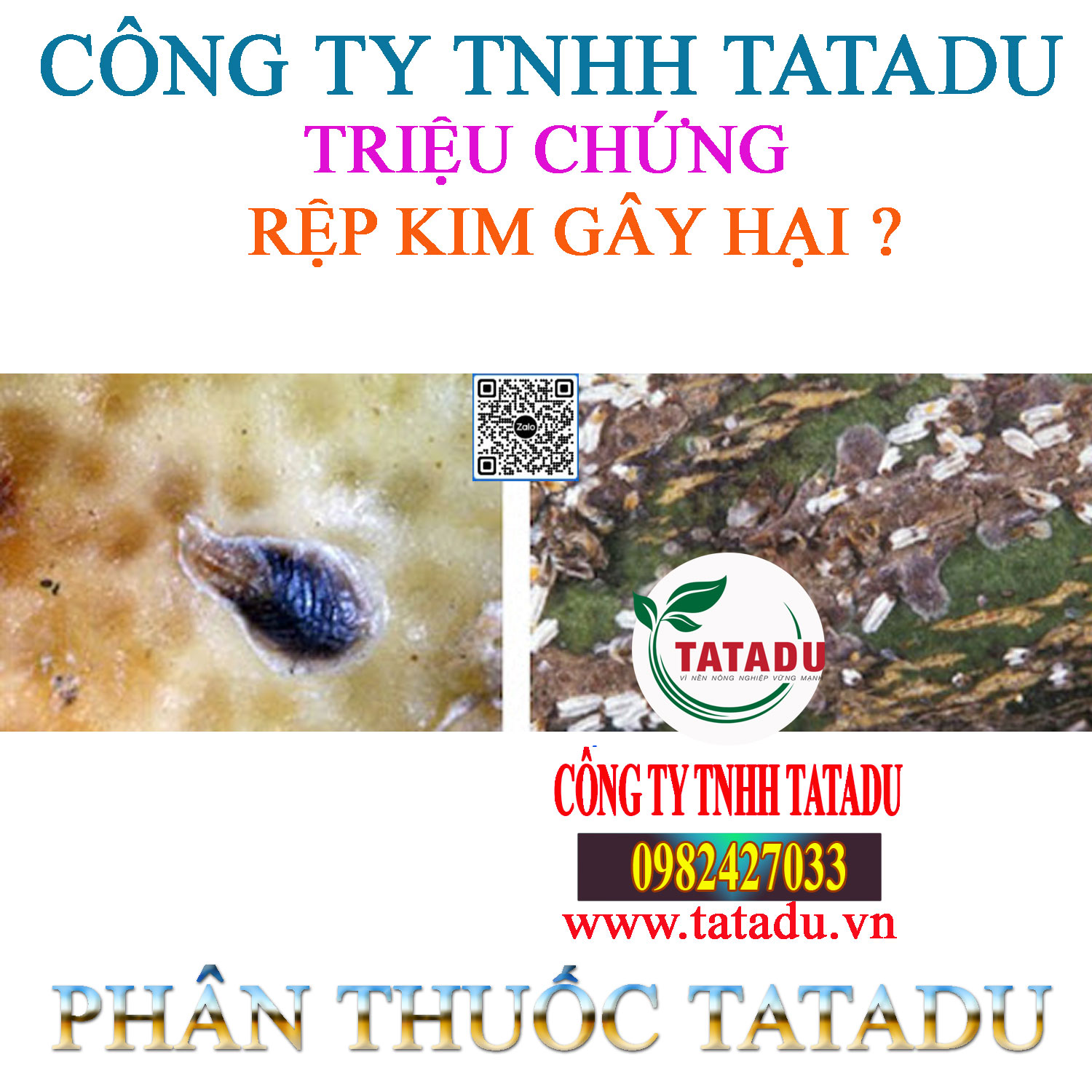 TRIEU CHUNG REP KIM GAY HAI