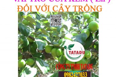 VAI TRÒ CỦA Zn TÁC ĐỘNG ĐỐI VỚI CÂY TRỒNG
