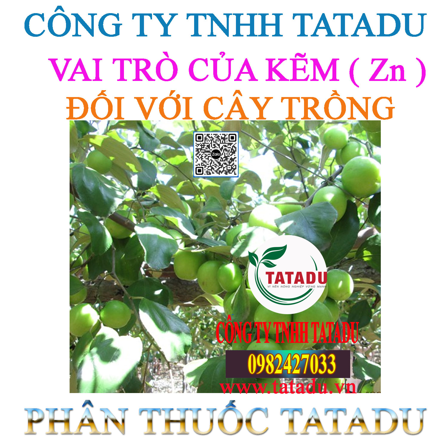 VAI TRO CUA KEM Zn DOI VOI CAY TRONG