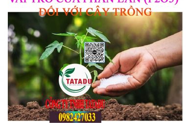 VAI TRÒ, CÁCH SỬ DỤNG PHÂN LÂN HIỆU QUẢ ĐỐI VỚI CÂY TRỒNG