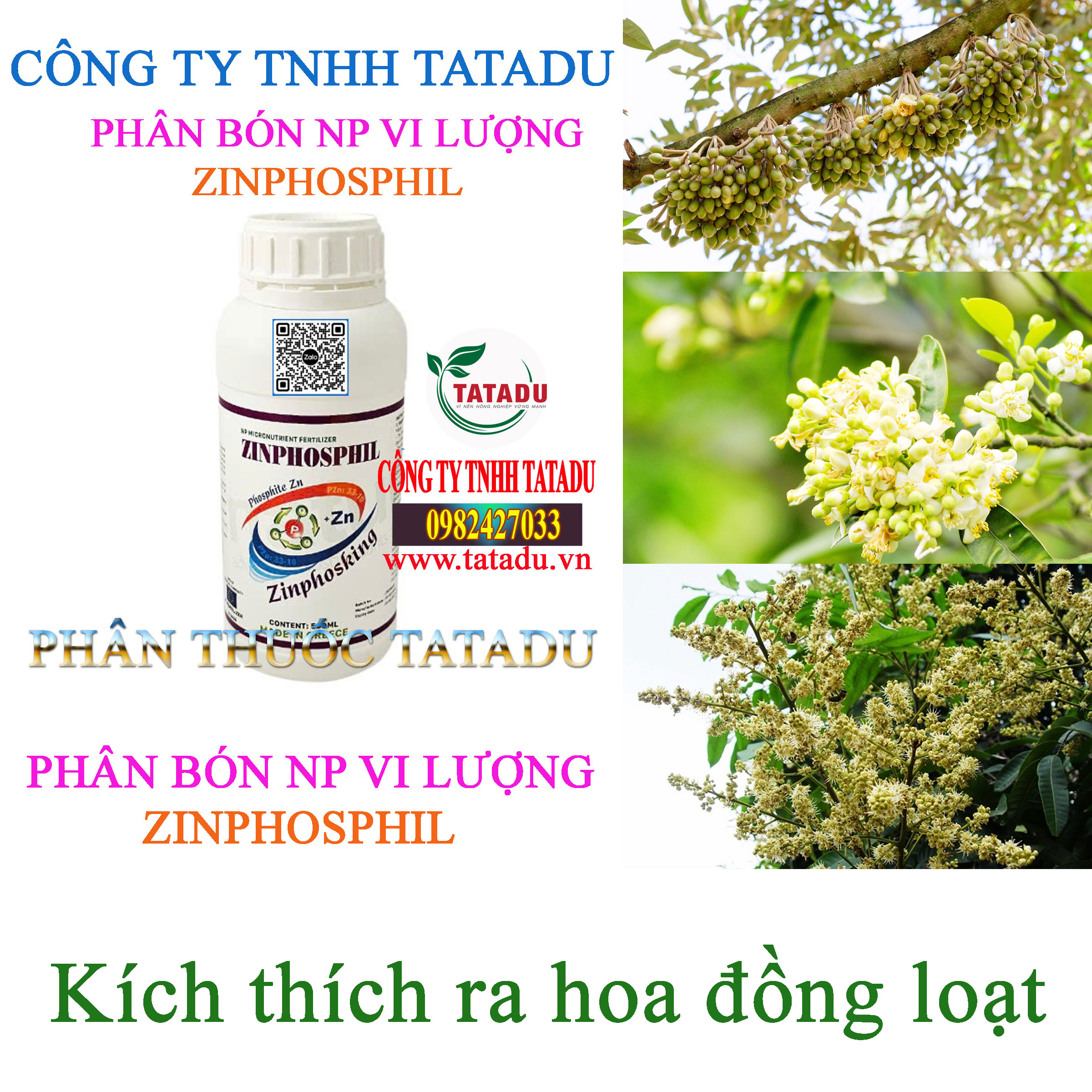 ZINPHOSPHIL ra hoa ZINPHOSPHIL ra hoa