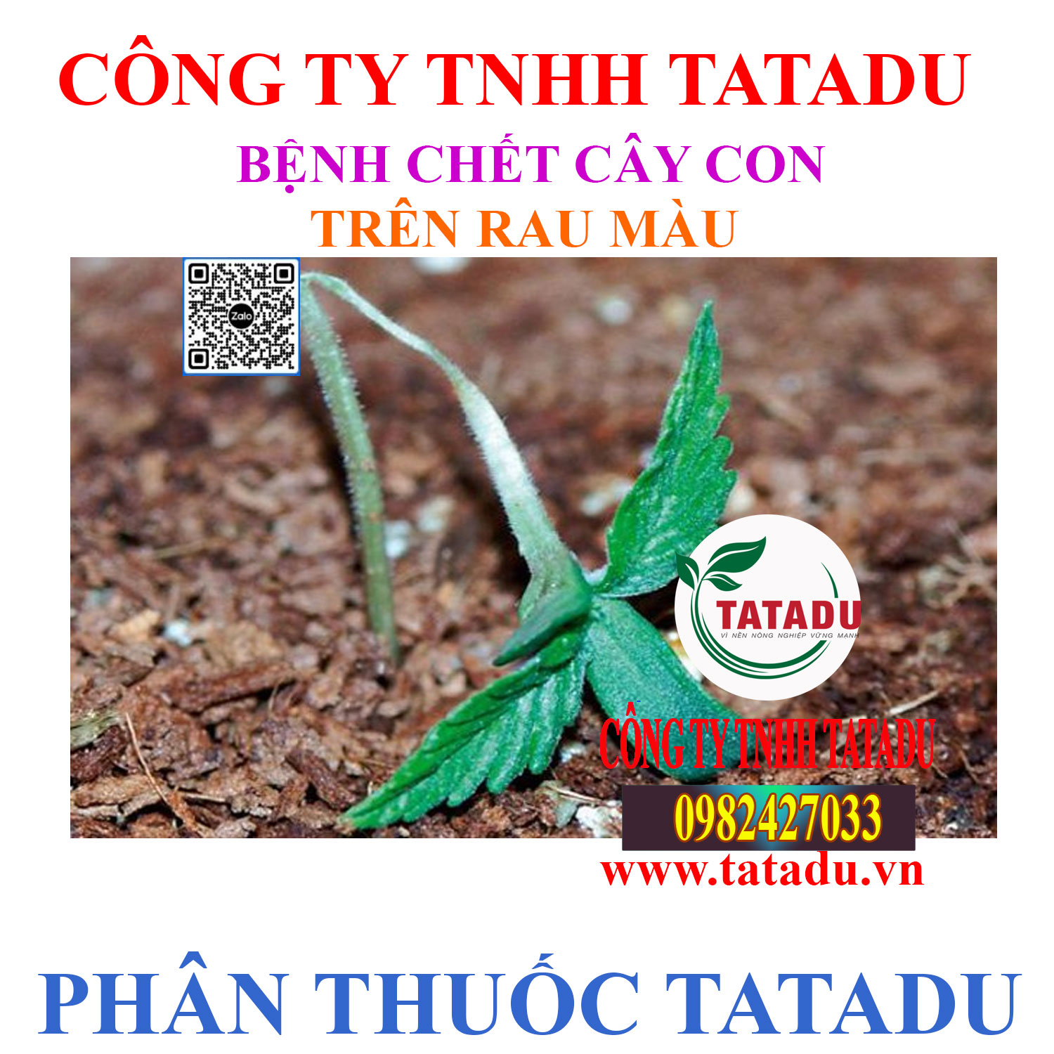 BENH CHET CAY CON TREN RAU MAU BENH CHET CAY CON TREN RAU MAU