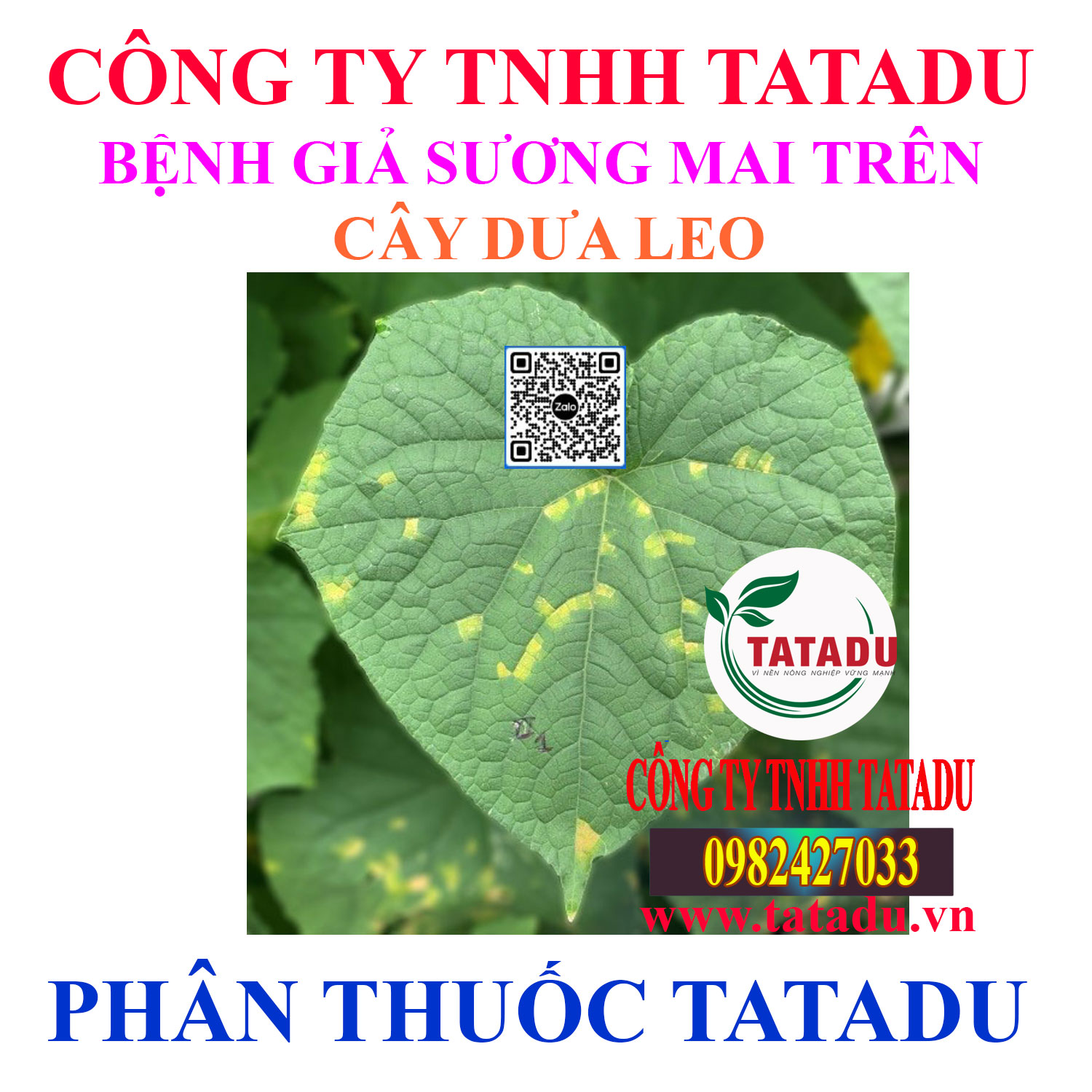 BENH GIA SUONG MAI TREN CAY DUA LEO