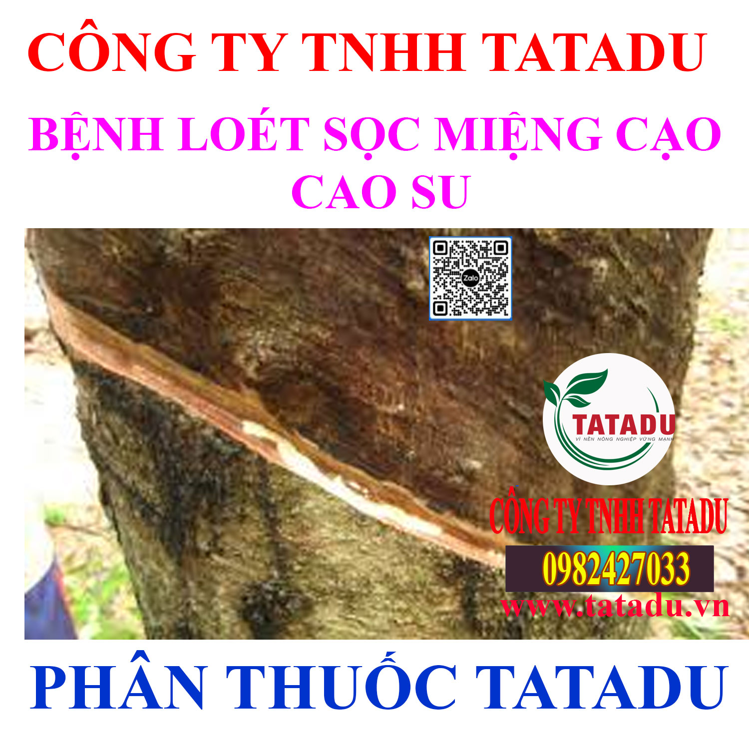 BENH LOET SOC MIENG CAO CAO SU