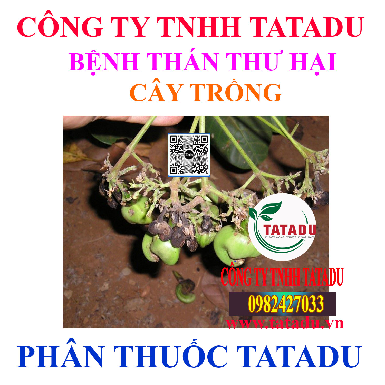 BỆNH THÁN THƯ HẠI CÂY TRỒNG