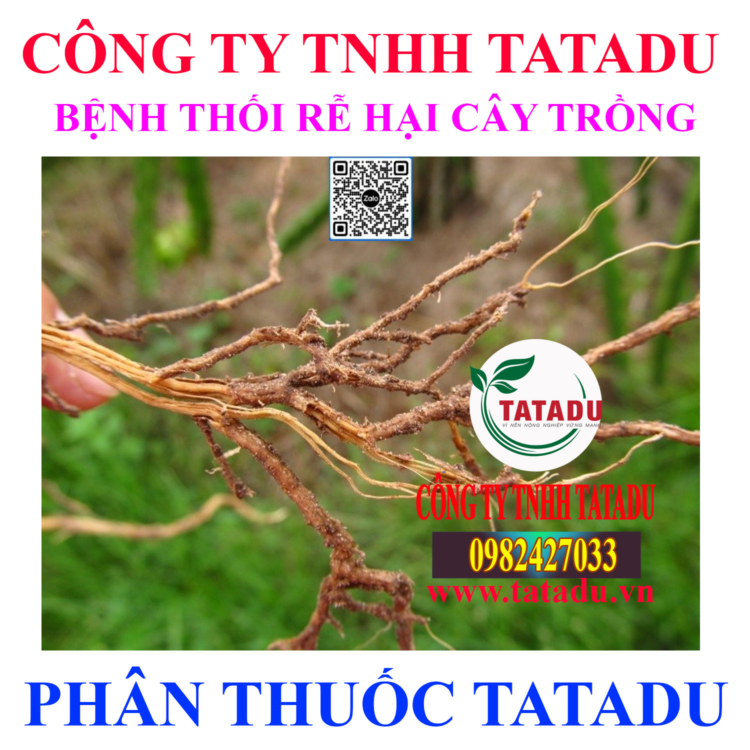 BENH THOI RE HAI CAY TRONG