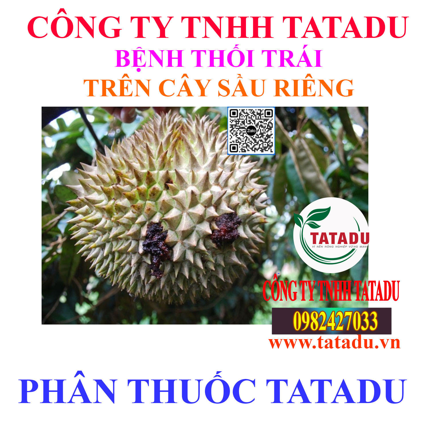 BENH THOI TRAI TREN CAY SAU RIENG BENH THOI TRAI TREN CAY SAU RIENG