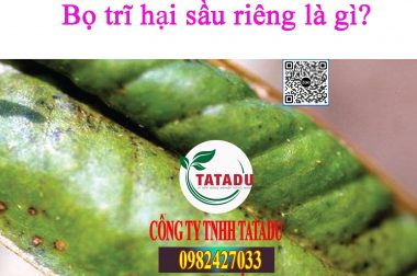 BỌ TRĨ GÂY HẠI TRÊN CÂY SẦU RIÊNG, BIỆN PHÁP XỬ LÝ