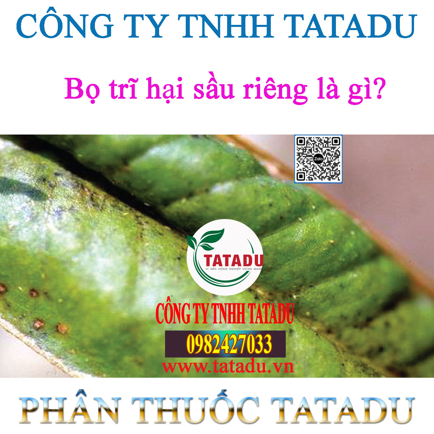 Bo tri hai sau rieng la gi