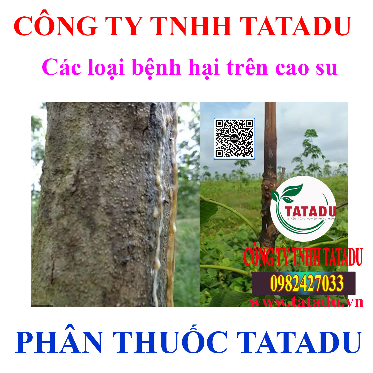 Cac loai benh hai tren cao su